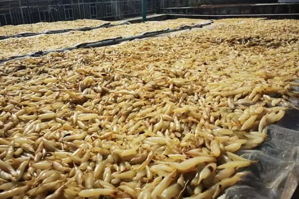 三年天冬的亩产量，在5000公斤左右