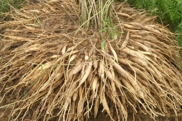 三年天冬的亩产量，在5000公斤左右