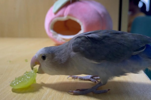 鹦鹉能不能吃葡萄，鹦鹉是可以吃葡萄的