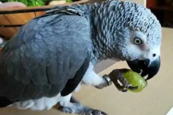 鹦鹉能不能吃葡萄，鹦鹉是可以吃葡萄的