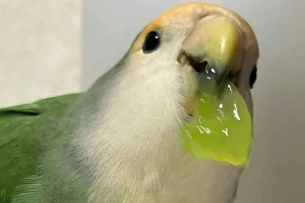 鹦鹉能不能吃葡萄，鹦鹉是可以吃葡萄的