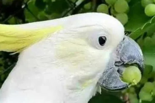 鹦鹉能不能吃葡萄，鹦鹉是可以吃葡萄的