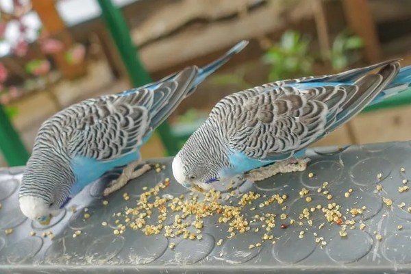 鹦鹉能不能吃葡萄，鹦鹉是可以吃葡萄的