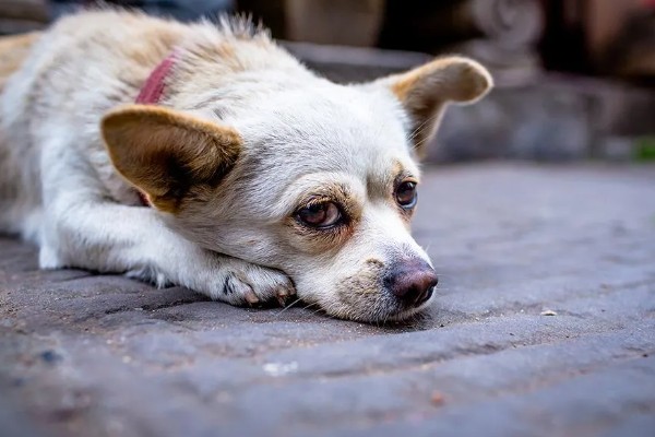 狗狗不理主人的原因,可能是心情不好或怀孕所致
