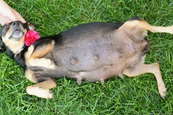 狗狗不理主人的原因,可能是心情不好或怀孕所致