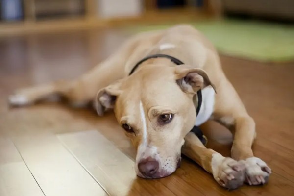 狗狗不理主人的原因,可能是心情不好或怀孕所致