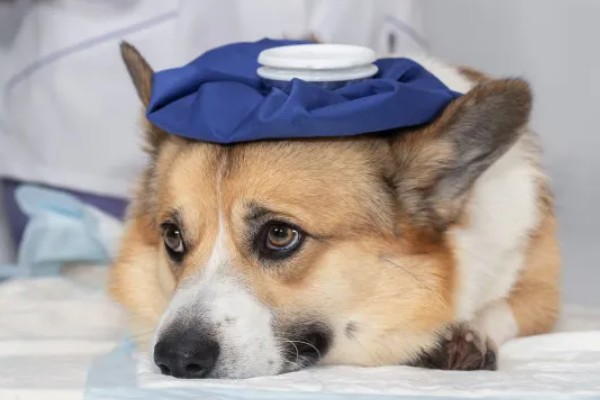 狗狗不理主人的原因,可能是心情不好或怀孕所致