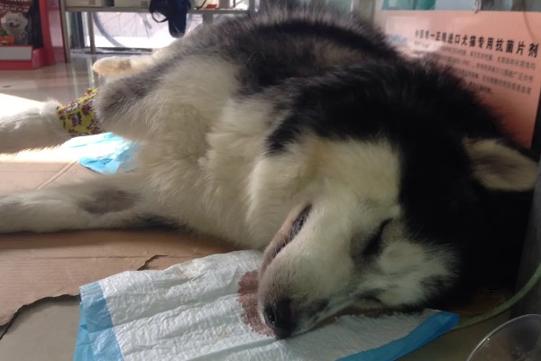 狗狗不理主人的原因,可能是心情不好或怀孕所致