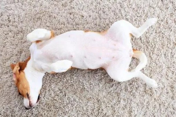 狗狗不理主人的原因,可能是心情不好或怀孕所致