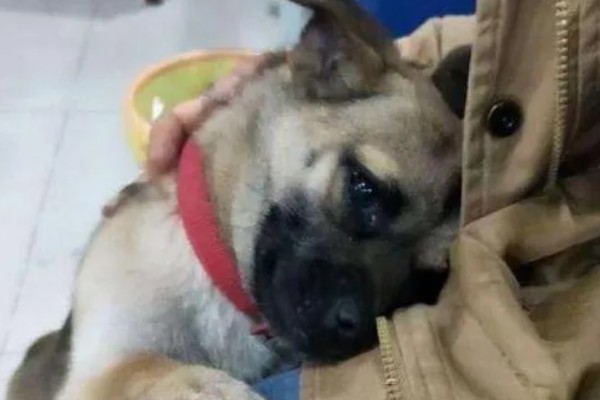 狗狗不理主人的原因,可能是心情不好或怀孕所致