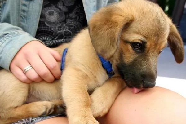 狗狗不理主人的原因,可能是心情不好或怀孕所致