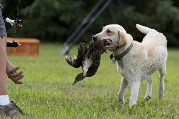 狗狗不理主人的原因,可能是心情不好或怀孕所致