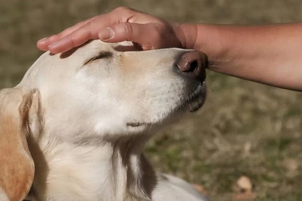 狗狗不理主人的原因,可能是心情不好或怀孕所致
