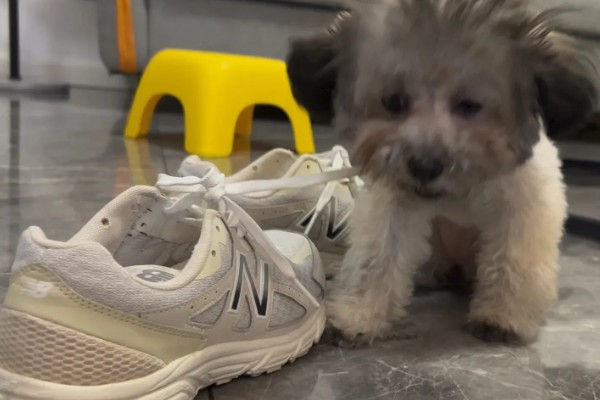 狗狗不理主人的原因,可能是心情不好或怀孕所致