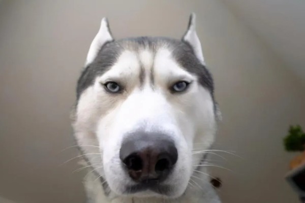 狗狗不理主人的原因,可能是心情不好或怀孕所致