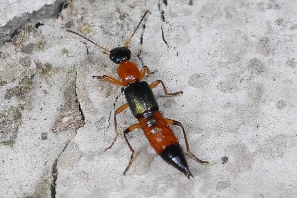 被隐翅虫咬后擦什么药,可以擦地奈德乳膏等