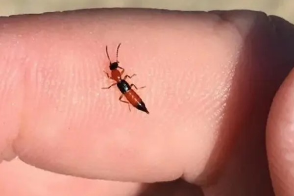 被隐翅虫咬后擦什么药,可以擦地奈德乳膏等