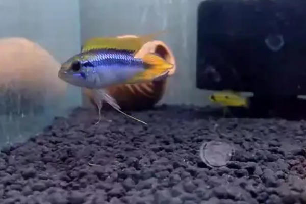 阿卡西短鲷的饲养方法，幼鱼期主喂轮虫或丰年虾的幼虫