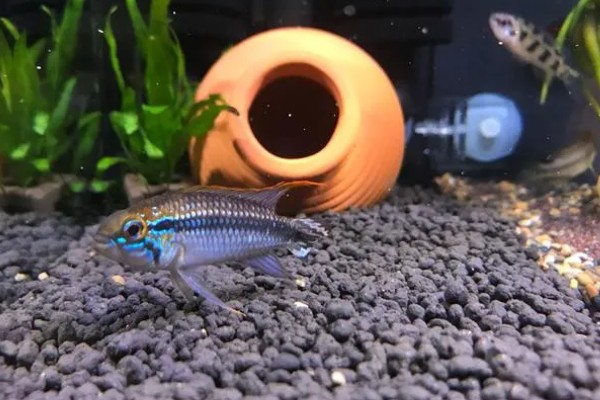 阿卡西短鲷的饲养方法，幼鱼期主喂轮虫或丰年虾的幼虫