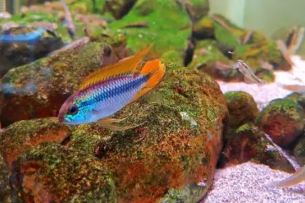 阿卡西短鲷的饲养方法，幼鱼期主喂轮虫或丰年虾的幼虫
