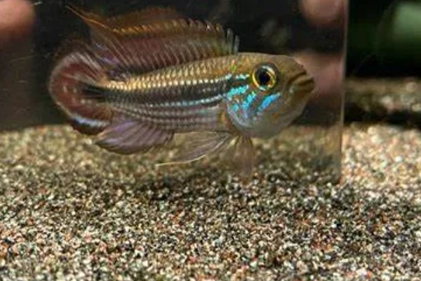 阿卡西短鲷的饲养方法，幼鱼期主喂轮虫或丰年虾的幼虫