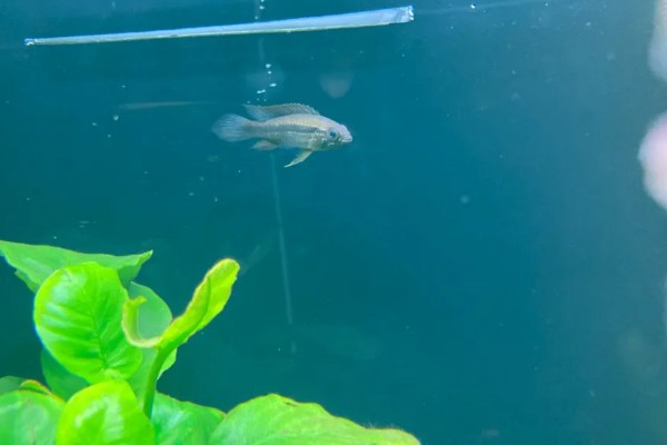 阿卡西短鲷的饲养方法，幼鱼期主喂轮虫或丰年虾的幼虫