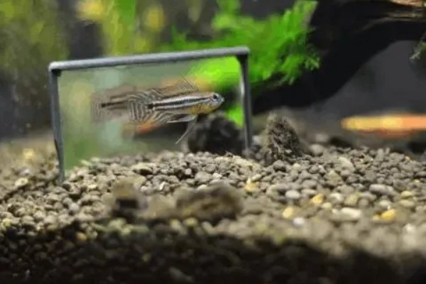 阿卡西短鲷的饲养方法，幼鱼期主喂轮虫或丰年虾的幼虫