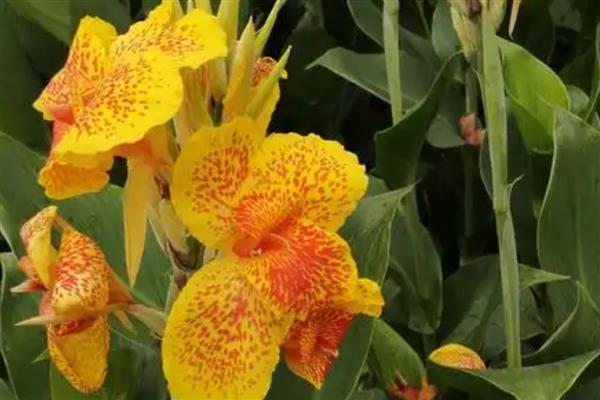 美人蕉怎么种植,一般在4-5月份播种