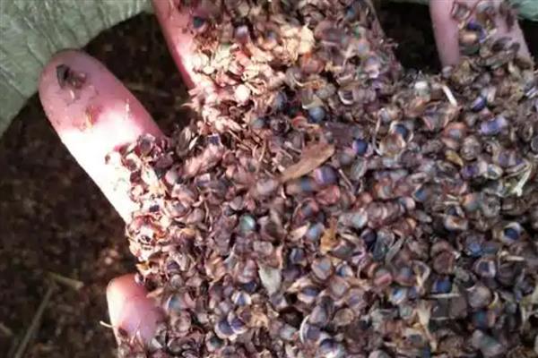 美人蕉怎么种植,一般在4-5月份播种