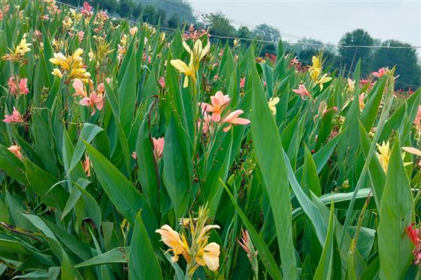 美人蕉怎么种植,一般在4-5月份播种