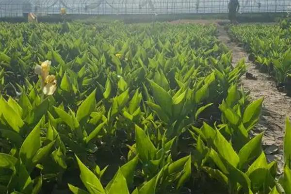 美人蕉怎么种植,一般在4-5月份播种