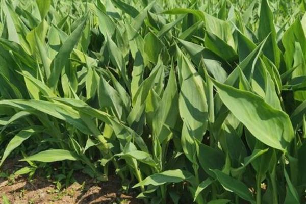 美人蕉怎么种植,一般在4-5月份播种