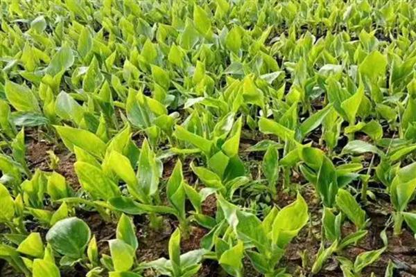 美人蕉怎么种植,一般在4-5月份播种