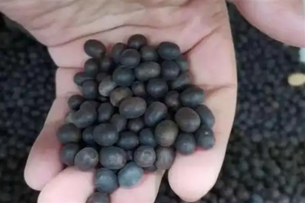 美人蕉怎么种植,一般在4-5月份播种