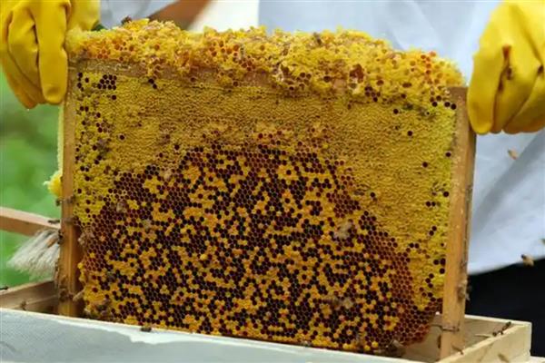 蜜蜂酿蜜的目的,是为了储备食物