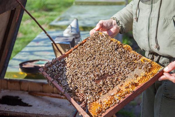蜜蜂酿蜜的目的,是为了储备食物