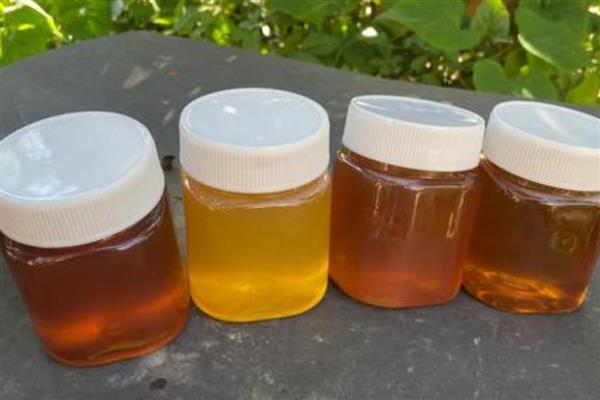 蜜蜂酿蜜的目的,是为了储备食物