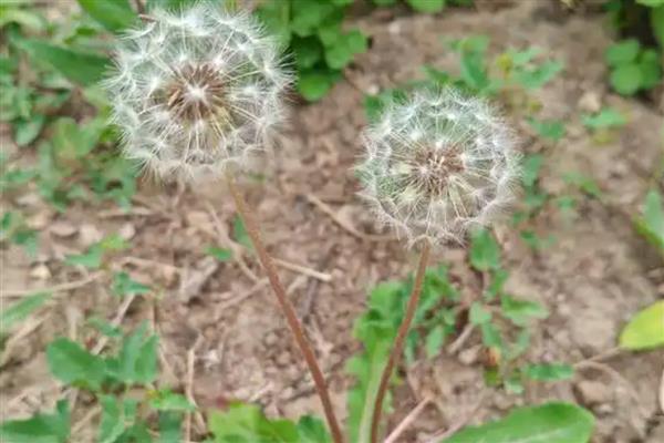 蒲公英的寓意，寓意无法停留的爱、诱惑等