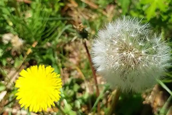 蒲公英的寓意，寓意无法停留的爱、诱惑等