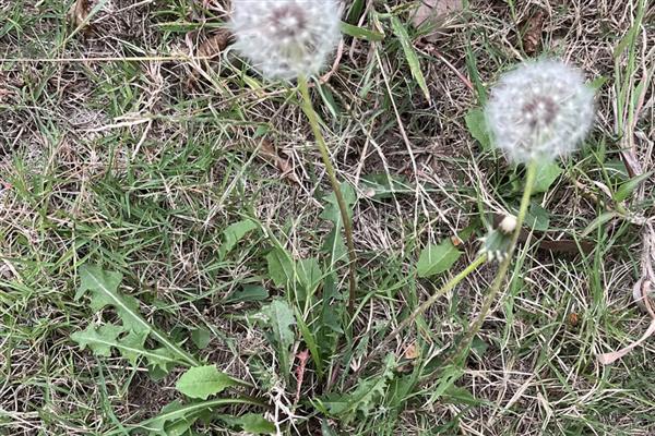 蒲公英的寓意，寓意无法停留的爱、诱惑等
