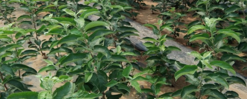 苹果树苗最佳种植时间，可在春季或秋季种植