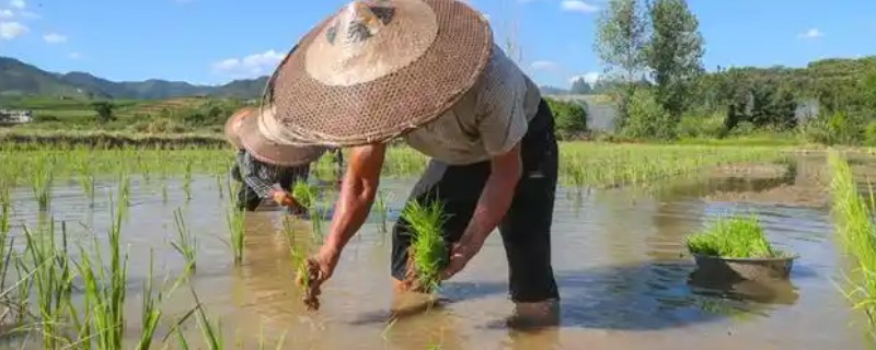 水稻插秧的行距和株距,行距通常是在30厘米左右