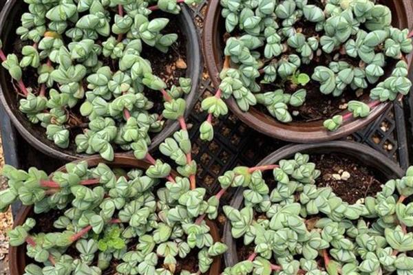 碧玉莲如何繁殖,可进行扦插繁殖