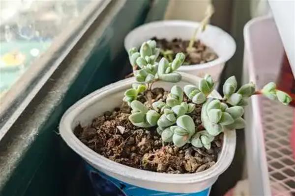 碧玉莲如何繁殖,可进行扦插繁殖