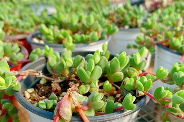 碧玉莲如何繁殖,可进行扦插繁殖