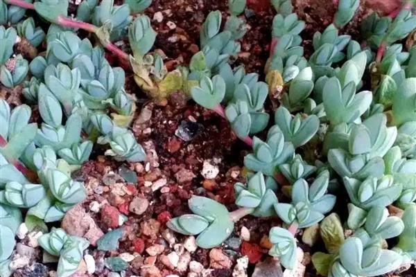 碧玉莲如何繁殖,可进行扦插繁殖