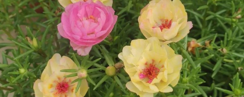 室内阳光充足时适合种植哪些花卉，推荐太阳花、三角梅等