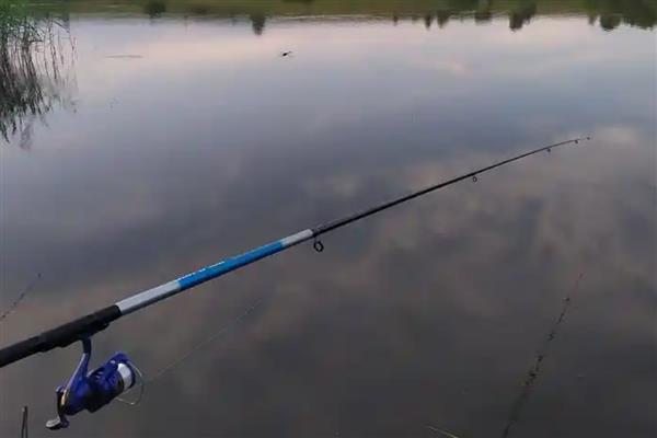 夏天水库钓鲫鱼用什么饵料,用谷物饵的效果好