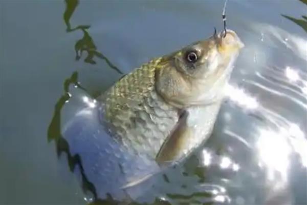 夏天水库钓鲫鱼用什么饵料,用谷物饵的效果好