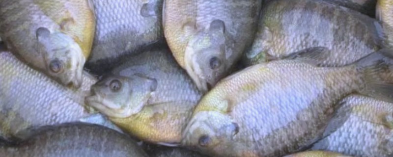 太阳鱼是外来物种吗，太阳鱼是外来物种